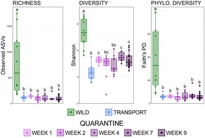 Transport from the wild rapidly alters the diversity and composition of skin microbial communities and antifungal taxa in spring peeper frogs